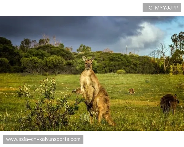 澳大利亚袋鼠队再获国际赛金牌，实力不容小觑，你不知道澳大利亚袋鼠