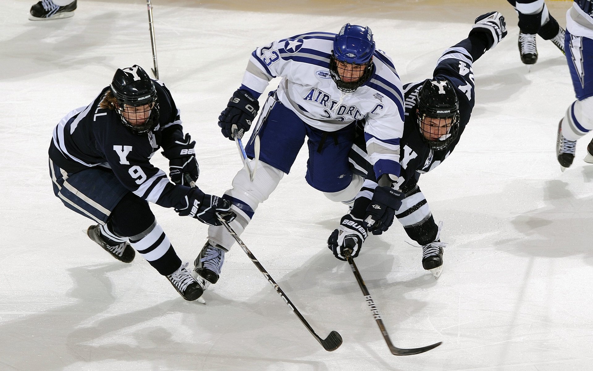 海鹰的拼劲太足了，每个回合都拼命，海鹰长什么样啊